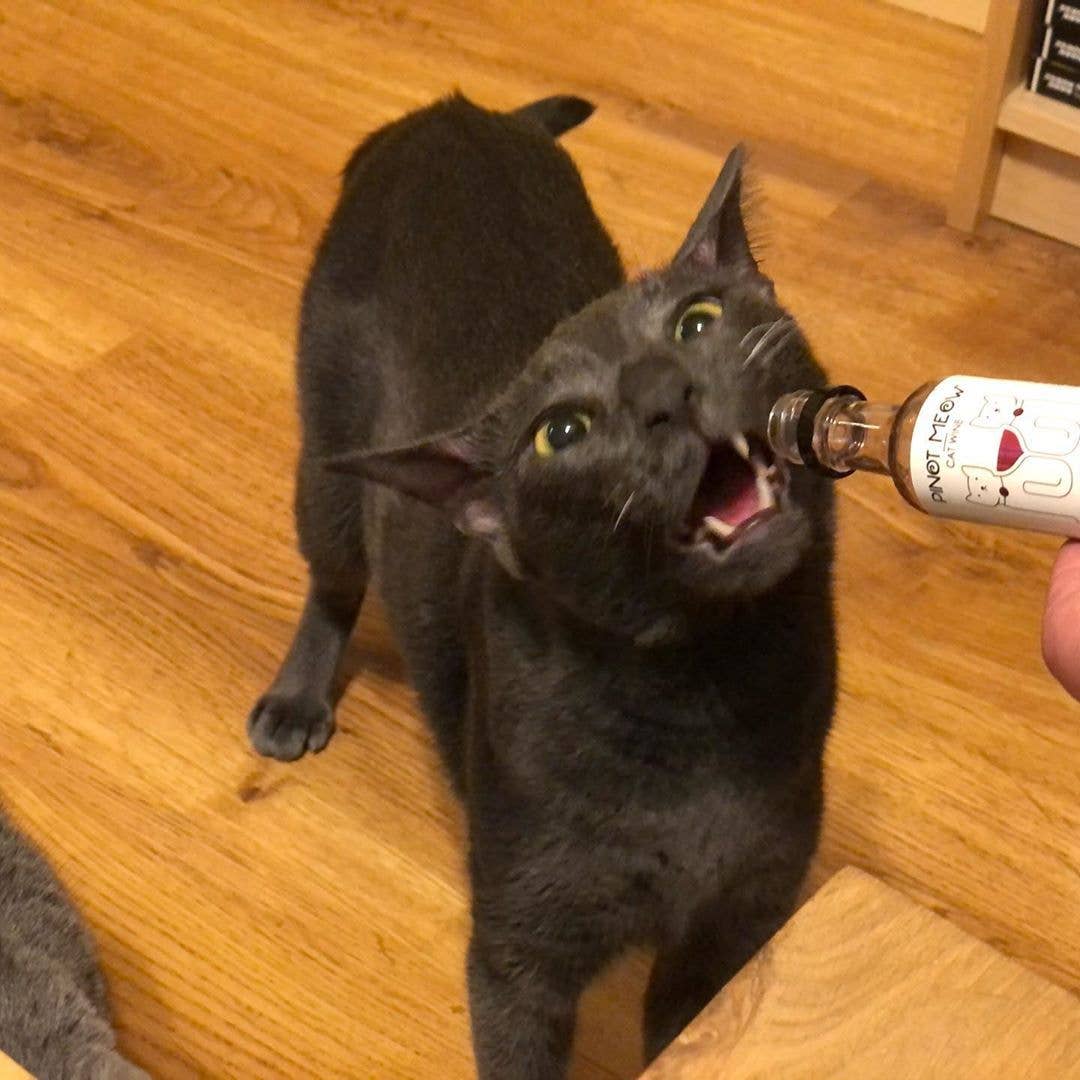 Apollo Peak Pinot Meow Cat Wine Liquid Catnip For Cats